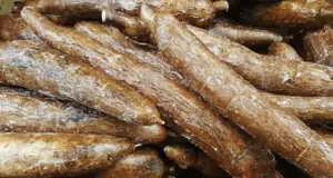 Cultivo de yuca - yuca - usos de la yuca - plagas y enfermedades de la yuca - cosecha de la yuca