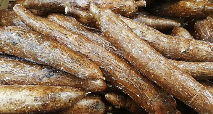 Cultivo de yuca - Raíces de yuca