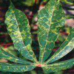 Cultivo de yuca - yuca - usos de la yuca - plagas y enfermedades de la yuca - cosecha de la yuca - usos de la yuca para la alimentación animal