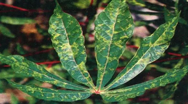 Cultivo de yuca - Hoja de yuca con manchas amarillas