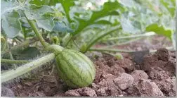 Patilla - Un fruto de patilla o sandía desarrollándose encima de suelo