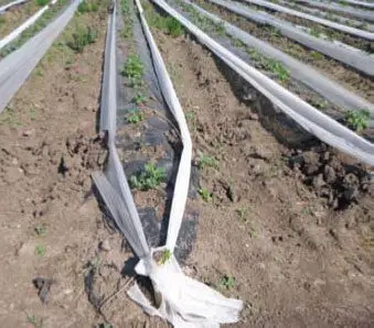Patilla - Uso de lonas de plásticos para conservar humedad en el cultivo de patilla