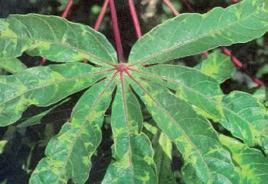Cultivo de yuca - Hoja de yuca enferma