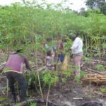 Cultivo de yuca - yuca - usos de la yuca - plagas y enfermedades de la yuca - cosecha de la yuca - usos de la yuca para la alimentación animal