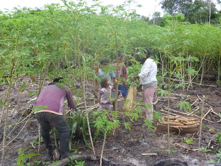 Cultivo de yuca - Una familia hombre mujer y niños cosechando cultivo de yuca
