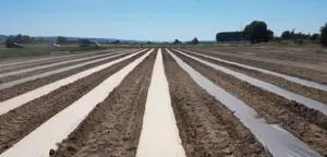 Patilla - Cultivo de sandía - Cultivo de la patilla - Cosecha de la patilla - Usos de la patilla - Plagas y enfermedades de la patilla - Variedades de patilla