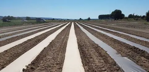 Patilla - Hileras cubiertas con plástico para sembrar patilla