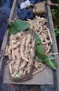 Cultivo de yuca - yuca - usos de la yuca - plagas y enfermedades de la yuca - cosecha de la yuca - usos de la yuca para la alimentación animal