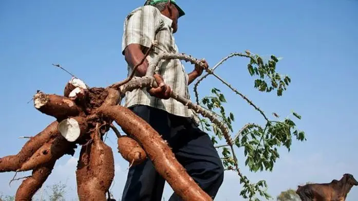 Cultivo de yuca - Hombre con una planta de yuca completa con sus raíces expuestas