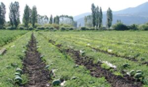 Patilla - Cultivo de sandía - Cultivo de la patilla - Cosecha de la patilla - Usos de la patilla - Plagas y enfermedades de la patilla - Variedades de patilla