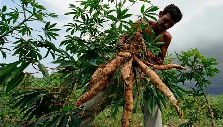 Cultivo de yuca - Hombre sacando raíces de yuca