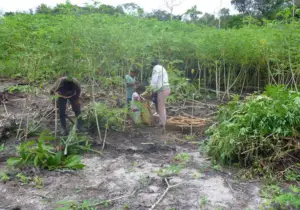 Cultivo de yuca - yuca - usos de la yuca - plagas y enfermedades de la yuca - cosecha de la yuca - usos de la yuca para la alimentación animal