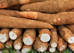 Cultivo de yuca - yuca - usos de la yuca - plagas y enfermedades de la yuca - cosecha de la yuca - usos de la yuca para la alimentación animal