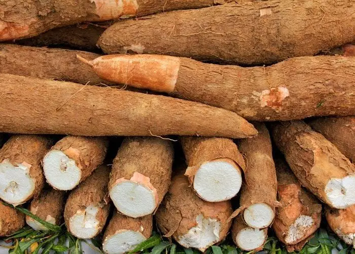 Cultivo de yuca - Raíces de yuca cosechada