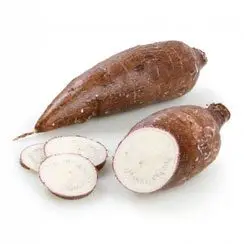Cultivo de yuca - yuca - usos de la yuca - plagas y enfermedades de la yuca - cosecha de la yuca