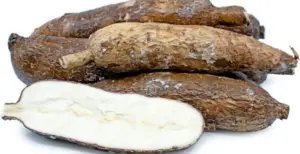 Cultivo de yuca - yuca - usos de la yuca - plagas y enfermedades de la yuca - cosecha de la yuca - usos de la yuca para la alimentación animal