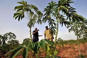 Cultivo de yuca - yuca - usos de la yuca - plagas y enfermedades de la yuca - cosecha de la yuca - usos de la yuca para la alimentación animal