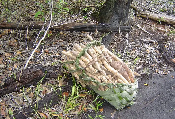 Cultivo de yuca - Una carga de yuca