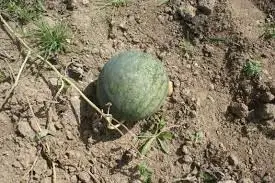 Una patilla con retardo de crecimiento