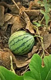 Una patilla creciendo entre hojarasca