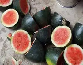 Patilla - Cultivo de sandía - Cultivo de la patilla - Cosecha de la patilla - Usos de la patilla - Plagas y enfermedades de la patilla - Variedades de patilla