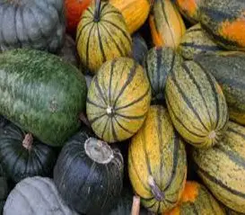 Patilla variedad Royal Sweet