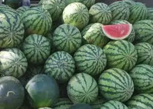 Patilla - Cultivo de sandía - Cultivo de la patilla - Cosecha de la patilla - Usos de la patilla - Plagas y enfermedades de la patilla - Variedades de patilla
