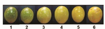 Diferentes frutos de maracuyá con diferentes tonalidades desde verde hasta amarillo