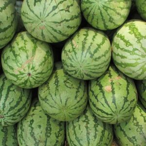 Patilla - Cultivo de sandía - Cultivo de la patilla - Cosecha de la patilla - Usos de la patilla - Plagas y enfermedades de la patilla - Variedades de patilla