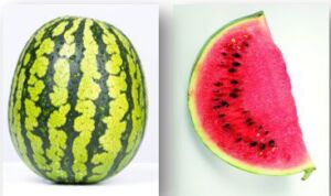 Patilla - Cultivo de sandía - Cultivo de la patilla - Cosecha de la patilla - Usos de la patilla - Plagas y enfermedades de la patilla - Variedades de patilla