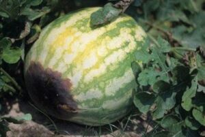 Patilla - Cultivo de sandía - Cultivo de la patilla - Cosecha de la patilla - Usos de la patilla - Plagas y enfermedades de la patilla - Variedades de patilla
