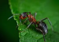 Patilla - Hormigas plaga en la patilla