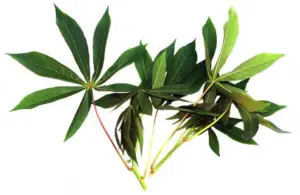 Cultivo de yuca - yuca - usos de la yuca - plagas y enfermedades de la yuca - cosecha de la yuca - usos de la yuca para la alimentación animal