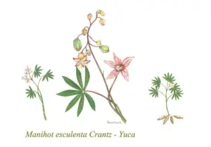 Cultivo de yuca - yuca - usos de la yuca - plagas y enfermedades de la yuca - cosecha de la yuca - usos de la yuca para la alimentación animal