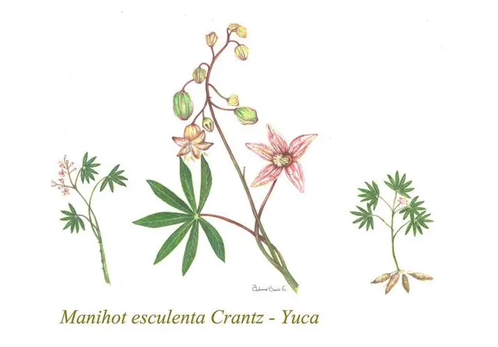 Cultivo de yuca - Dibujo de las diferentes partes de la planta de yuca