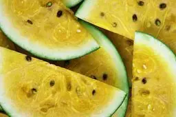 Patilla - Cultivo de sandía - Cultivo de la patilla - Cosecha de la patilla - Usos de la patilla - Plagas y enfermedades de la patilla - Variedades de patilla