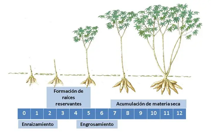 Cultivo de yuca - Dibujo de las fases de desarrollo de la planta de yuca