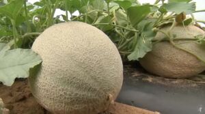 Cultivo de melón en 2 minutos
