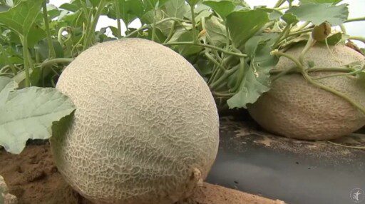 Cultivo de melón en 2 minutos