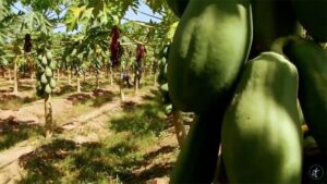 Cultivo de Papaya en 2 minutos