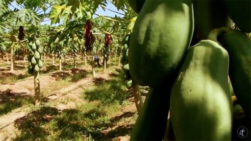 Cultivo de Papaya en 2 minutos