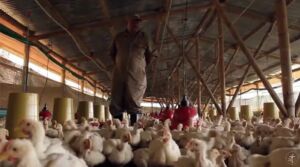 Pollos de engorde en 2 minutos