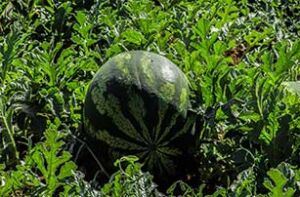 Patilla: beneficios, propiedades, tipos y su cultivo