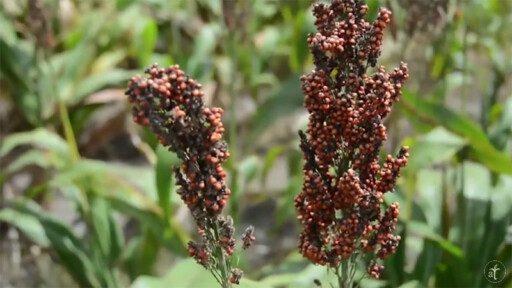Cultivo de sorgo en 2 minutos