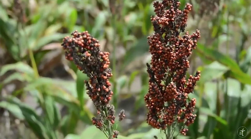 Cultivo De Sorgo En 2 Minutos Micros Agrotendenciatv 3301