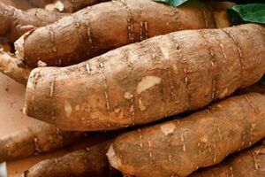 Cultivo de yuca: paso a paso, siembra y manejo agronómico