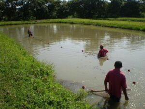 Acuicultura - Beneficios de la acuicultura