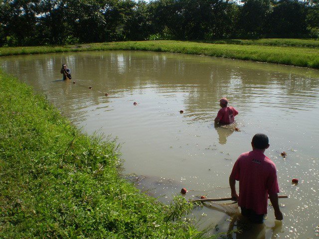Hombres en laguna donde se realiza la acuicultura