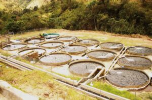 Acuicultura - Beneficios de la acuicultura