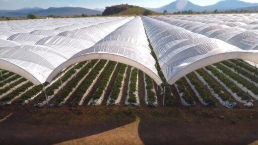 La plasticultura, una tendencia en la agricultura